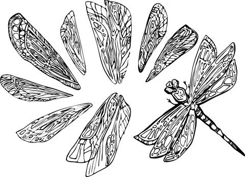 Dragonfly linear simple drawing with different variants of wings. hand draw.. Stock Illustration