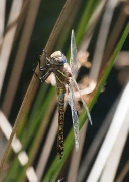 Dragonfly on long grass Stock Photos