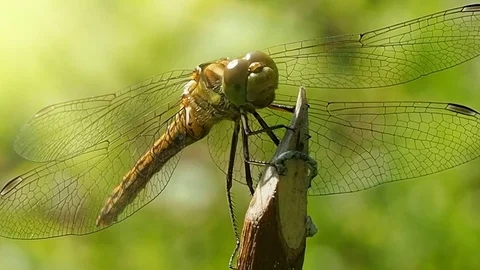 Dragonfly looks - macro shooting. Stock Footage 78674762