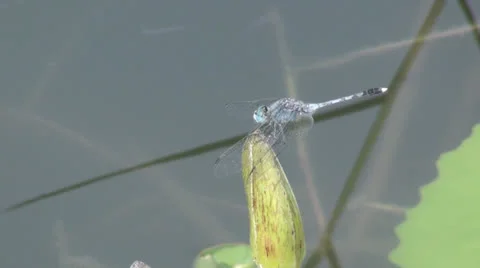 Dragonfly on lotus buds01 Stock Footage 25456782
