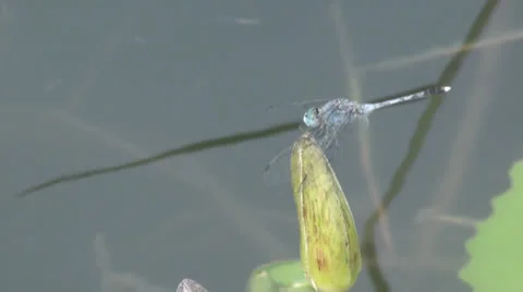 Dragonfly on lotus buds02 Stock Footage 25457083
