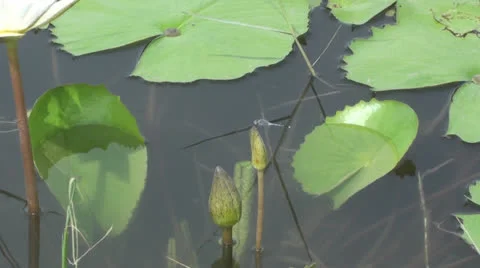 Dragonfly on lotus buds03 Stock Footage 25487422