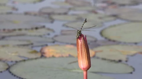 Dragonfly on lotus Stock Footage 54462584