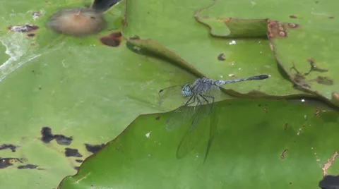 Dragonfly on lotus Leaves Stock Footage 25469353