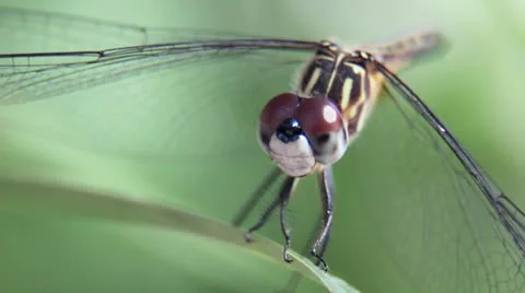 Dragonfly Macro Stock Footage 25655240