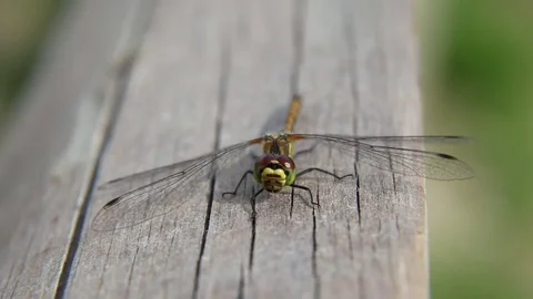 Dragonfly macro Stock-Footage 83897363