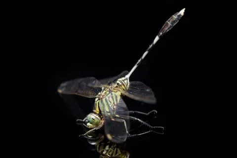 Dragonfly macro isolated on black background Stock Photos