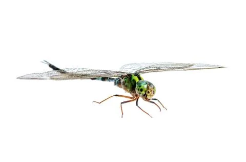 Dragonfly macro isolated Stock Photos