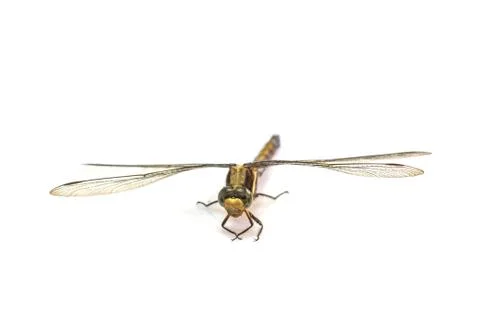 Dragonfly macro isolated on white background Foto stock