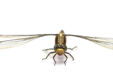 Dragonfly macro isolated on white background Stock Photos