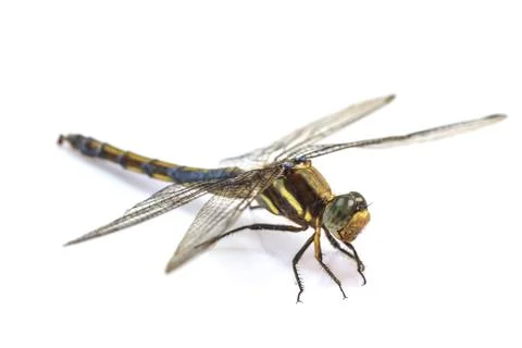 Dragonfly macro isolated on white background Stock Photos