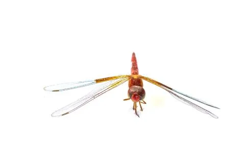 Dragonfly macro isolated on white background Foto stock