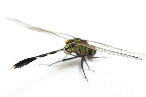 Dragonfly macro isolated on white background Stock Photos