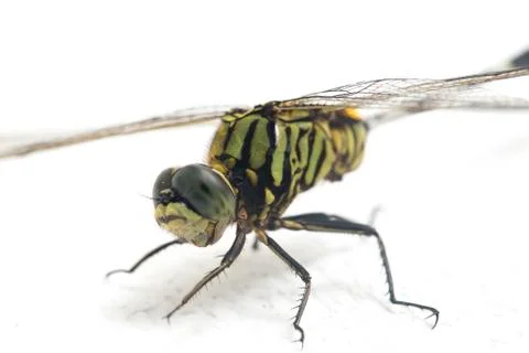 Dragonfly macro isolated on white background Stock Photos