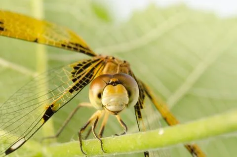 Dragonfly macro Foto stock