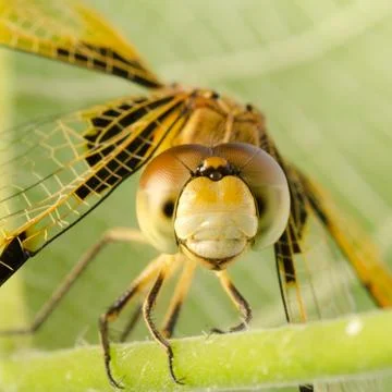 Dragonfly macro Foto stock