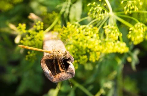 Dragonfly , macro Stock Photos