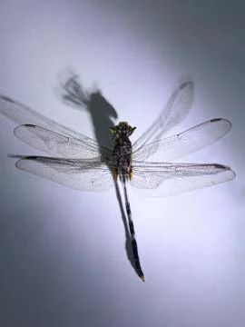 Dragonfly macro Stock Photos