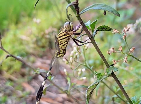 Dragonfly macro Stock Photos