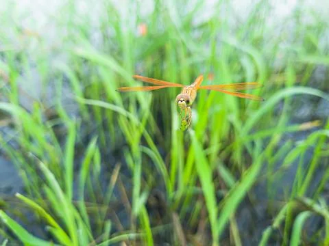 Dragonfly macro portrait facing camera on green grass blades. Stock Photos