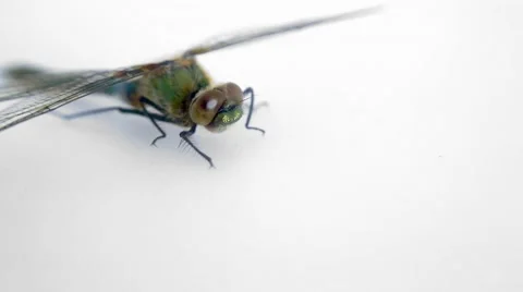 Dragonfly macro shot Vídeos de archivo 63541311