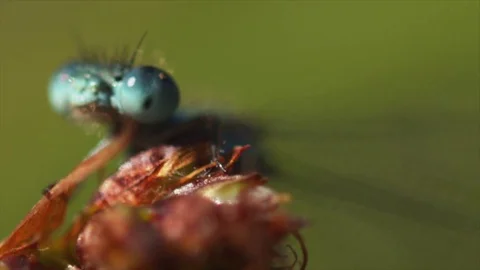 Dragonfly macro shot Stock Footage 74077765