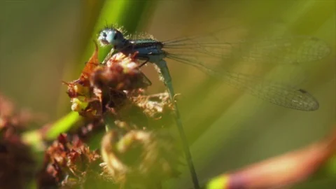 Dragonfly macro shot Stock Footage 74078045