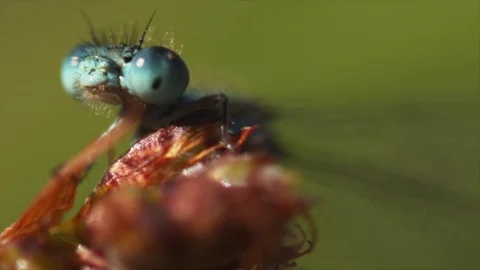 Dragonfly macro shot Stock Footage 74078924
