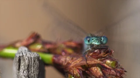 Dragonfly macro shot Video stock 74079605