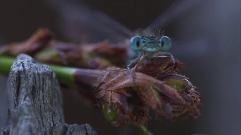 Dragonfly macro shot Stock Footage 74083271
