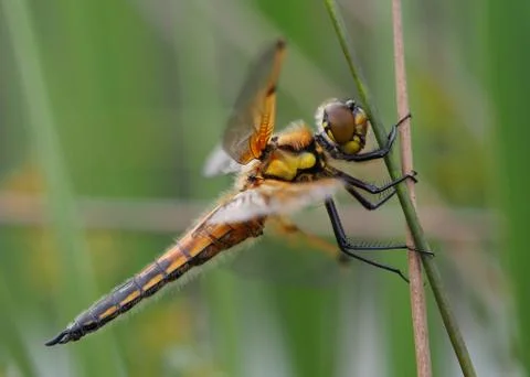 Dragonfly  macro shot Stock Photos