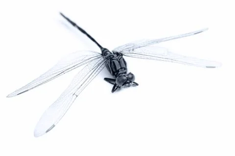 Dragonfly macro on white Stock Photos