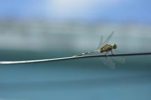 Dragonfly macro on wire with blurred background 库存照片