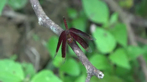 Dragonfly, Malaysia Stock Footage 140834779