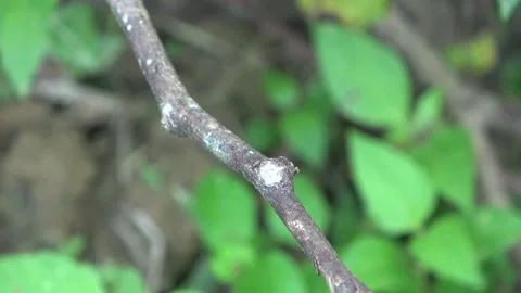 Dragonfly, Malaysia Stock Footage 140835163