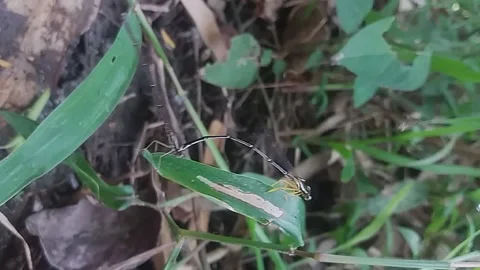 Dragonfly mating footage Stock Footage 209164735