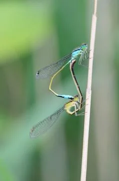 Dragonfly mating Stock Photos