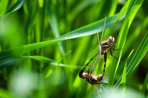 Dragonfly Mating Stock Photos