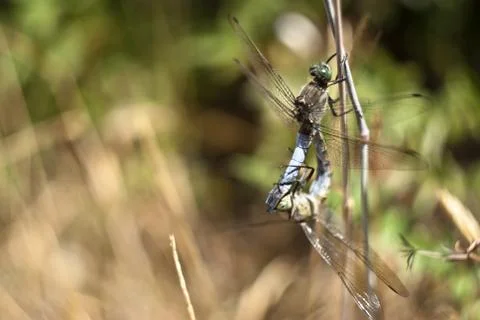 Dragonfly mating Stock Photos