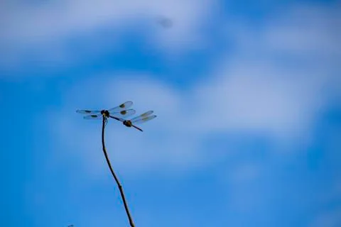 Dragonfly Mating Stock Photos