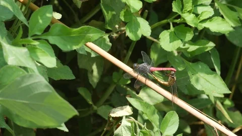 Dragonfly mating on the plant stem Stock Footage 75057118