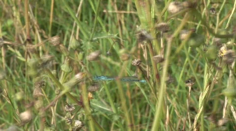 Dragonfly in meadow Stock Footage 836076