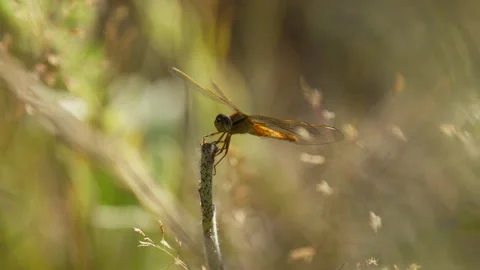 Dragonfly in meadow gracefully lands in slow motion on plant stalk Stock Footage 342125426