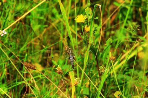 Dragonfly on meadow grass Stock Photos