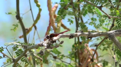 Dragonfly On Mesquite Branch Stock Footage 55273354