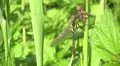 Dragonfly metamorphosis HD Footage