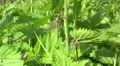 Dragonfly metamorphosis HD Footage