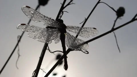 Dragonfly in the Morning Dew Stock Footage 305295496