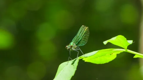 The dragonfly motionlessly sits on a sheet Stock Footage 95535810