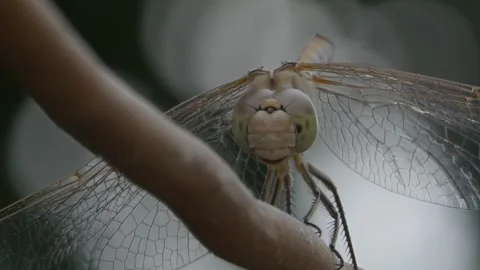 Dragonfly moves its head Stock Footage 247042452
